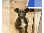 Labrador Retriever-Mountain Cur Mix DOG FOR ADOPTION RGADN-1244887 - Daeva -