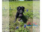Great Dane Mix DOG FOR ADOPTION RGADN-1244891 - Violet - Great Dane / Mixed Dog