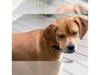 Beagle Mix DOG FOR ADOPTION RGADN-1244894 - Garrett - Beagle / Hound / Mixed Dog