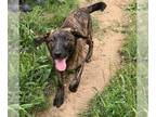 Plott Hound Mix DOG FOR ADOPTION RGADN-1244897 - Schroeder Plott - Plott Hound /