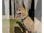 Shiba Inu Mix DOG FOR ADOPTION RGADN-1244901 - Butch - Shiba Inu / Shepherd /