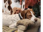 Brittany-Pointer Mix DOG FOR ADOPTION RGADN-1244911 - UT/Ember (Adoption