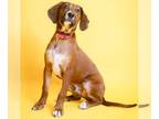 Redbone Coonhound Mix DOG FOR ADOPTION RGADN-1244914 - Andy-In Foster - Redbone