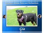 Rottweiler DOG FOR ADOPTION RGADN-1244941 - Gia - Rottweiler Dog For Adoption