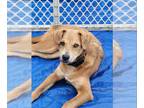 Labrador Retriever Mix DOG FOR ADOPTION RGADN-1244945 - Felix - Shepherd /