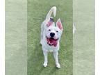 Staffordshire Bull Terrier Mix DOG FOR ADOPTION RGADN-1244946 - REINA -