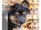 Pomeranian Mix DOG FOR ADOPTION RGADN-1244952 - Owen - Pomeranian / Yorkshire