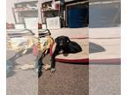 Borador DOG FOR ADOPTION RGADN-1244962 - Yellow Creek : Zafar - Border Collie /