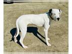 Great Dane DOG FOR ADOPTION RGADN-1244973 - Pollyanna - Great Dane / Dogo