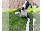 Great Dane DOG FOR ADOPTION RGADN-1244974 - SIR - Great Dane Dog For Adoption