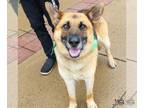 German Shepherd Dog Mix DOG FOR ADOPTION RGADN-1244985 - Chet - German Shepherd