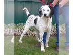 Dalmatian Mix DOG FOR ADOPTION RGADN-1244986 - PTH Onyx - Dalmatian / Hound /