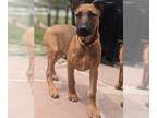 Doberman Pinscher Mix DOG FOR ADOPTION RGADN-1245010 - Siva Puppy Julius -