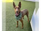 Ibizan Hound DOG FOR ADOPTION RGADN-1245030 - SATELLITE - Ibizan Hound (medium