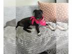 Labrador Retriever Mix DOG FOR ADOPTION RGADN-1245043 - Shylah - Sweetest Pup!