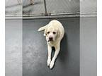 Labrador Retriever DOG FOR ADOPTION RGADN-1245047 - LOUIE - Labrador Retriever