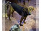 Plott Hound Mix DOG FOR ADOPTION RGADN-1245057 - Pepper - Plott Hound / Mixed