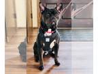 American French Bull Terrier DOG FOR ADOPTION RGADN-1245059 - Draco - Pit Bull