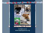 Cocker Spaniel-Dachshund Mix DOG FOR ADOPTION RGADN-1245064 - rescue dog -