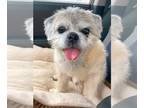 Shih Tzu DOG FOR ADOPTION RGADN-1245084 - Souffle TX - Shih Tzu (long coat) Dog