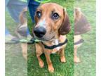 Redbone Coonhound Mix DOG FOR ADOPTION RGADN-1245092 - Katie Girl WV - Redbone