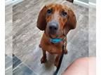 Bloodhound-Bluetick Coonhound Mix DOG FOR ADOPTION RGADN-1245098 - Sven -