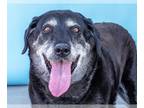 Labrador Retriever Mix DOG FOR ADOPTION RGADN-1245100 - HARLEY - Labrador