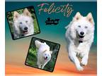 Australian Shepherd-Huskies Mix DOG FOR ADOPTION RGADN-1245118 - Felicity -