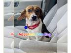 Beagle Mix DOG FOR ADOPTION RGADN-1245126 - Wink - Beagle / Mixed Dog For