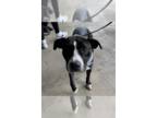 American Pit Bull Terrier Mix DOG FOR ADOPTION RGADN-1245129 - Becky - American