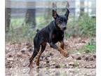 Doberman Pinscher DOG FOR ADOPTION RGADN-1245135 - Shasta - Doberman Pinscher