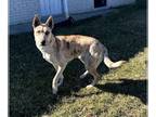 Catahoula Leopard Dog Mix DOG FOR ADOPTION RGADN-1245137 - **SWEETIE** -