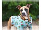 Boxer DOG FOR ADOPTION RGADN-1245142 - PETER - Boxer (medium coat) Dog For