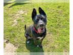 Akita Mix DOG FOR ADOPTION RGADN-1245145 - ZORA - Akita / Mixed (medium coat)