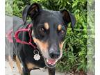 Doberman Pinscher Mix DOG FOR ADOPTION RGADN-1245152 - RUFUS - Doberman Pinscher