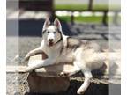 Mix DOG FOR ADOPTION RGADN-1245161 - Maxim - Husky / Siberian Husky Dog For