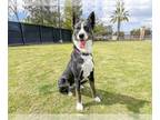 Border Collie Mix DOG FOR ADOPTION RGADN-1245164 - WENDY - Border Collie / Mixed