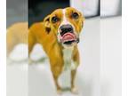 American Pit Bull Terrier DOG FOR ADOPTION RGADN-1245177 - NORA - Pit Bull