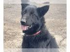 German Shepherd Dog Mix DOG FOR ADOPTION RGADN-1245180 - Nezhonic - Shepherd /