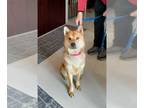 Chow Chow-Huskies Mix DOG FOR ADOPTION RGADN-1245184 - Penny (prison program) -