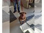 American Pit Bull Terrier-Pug Mix DOG FOR ADOPTION RGADN-1245185 - Mae -