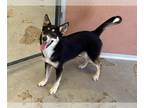 German Shepherd Dog-Huskies Mix DOG FOR ADOPTION RGADN-1245189 - A131403 -