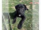 Labrador Retriever Mix DOG FOR ADOPTION RGADN-1245197 - Eddie - Labrador