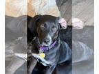 Labrador Retriever Mix DOG FOR ADOPTION RGADN-1245198 - Sunni - Labrador