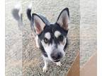 Mix DOG FOR ADOPTION RGADN-1245200 - Makie - Husky (medium coat) Dog For