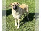 Anatolian Shepherd Mix DOG FOR ADOPTION RGADN-1245205 - *GEORGIE - Anatolian