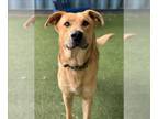 Shepradors DOG FOR ADOPTION RGADN-1245208 - Moesby - Labrador Retriever / German