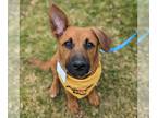Australian Kelpie Mix DOG FOR ADOPTION RGADN-1245214 - Sardonyx - Shepherd /