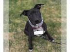 American Pit Bull Terrier Mix DOG FOR ADOPTION RGADN-1245215 - Bazooka - Pit