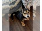 Pembroke Welsh Corgi Mix DOG FOR ADOPTION RGADN-1245250 - Millie - ADOPTION IN